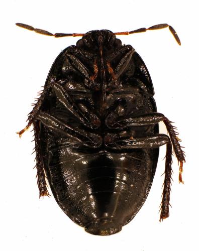 Sehirus luctuosus